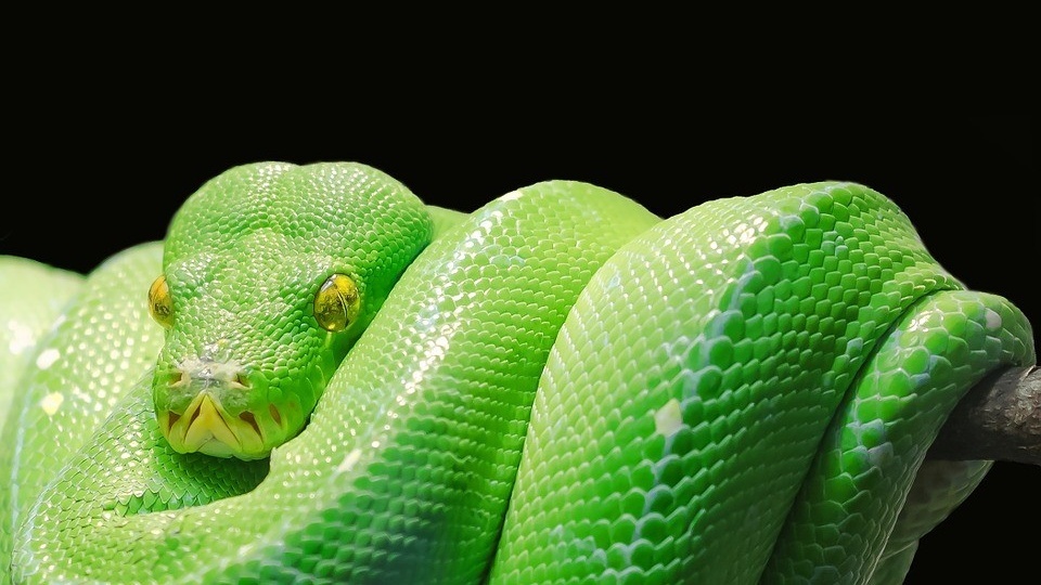 Selection des plus beaux serpents Animaux Favoris