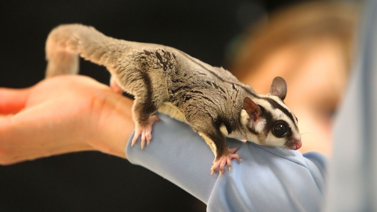 Le sugar glider Un animal original Animaux Favoris